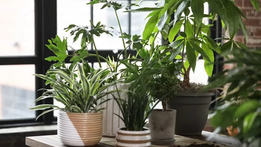 Taking Good Care of Your Houseplants - Nspirement